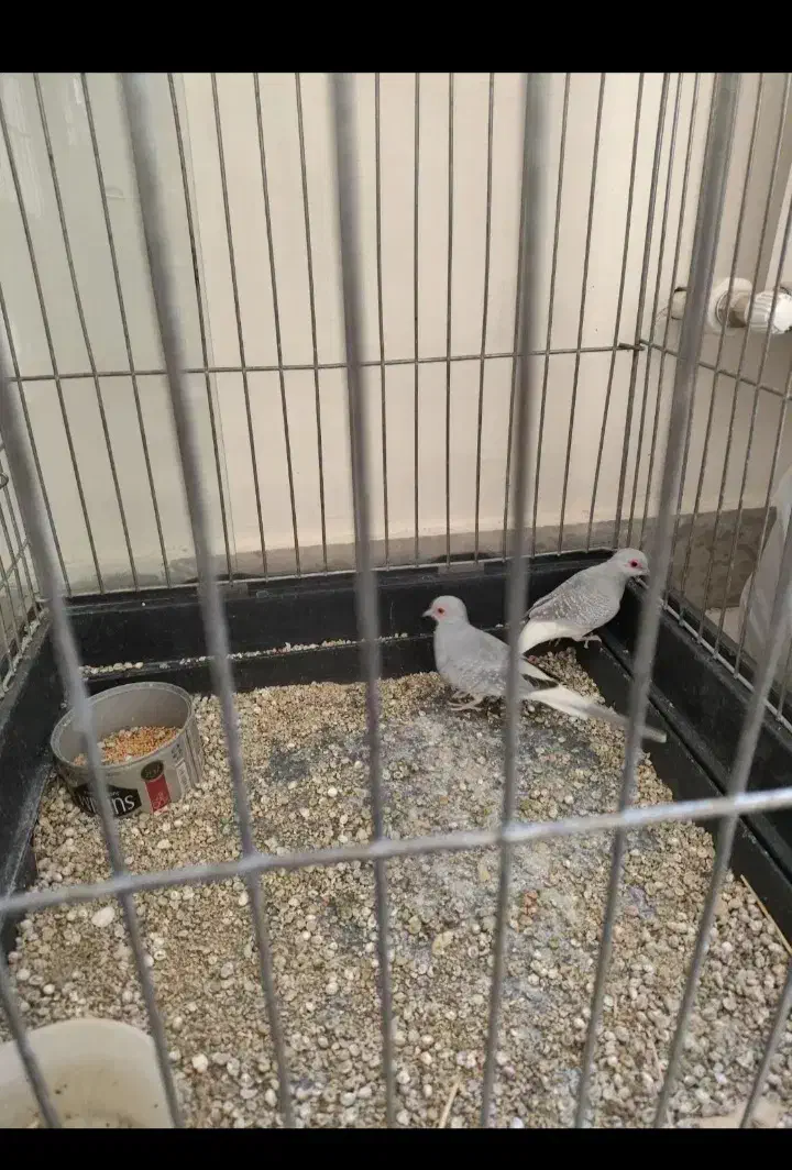 کبوتر الماسی چینی|پرنده|اردبیل, |دیوار