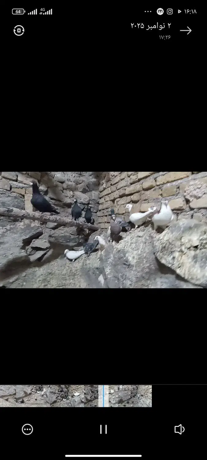 کبوتر قاطی کار درست|پرنده|تربت‌حیدریه, ده پائین|دیوار