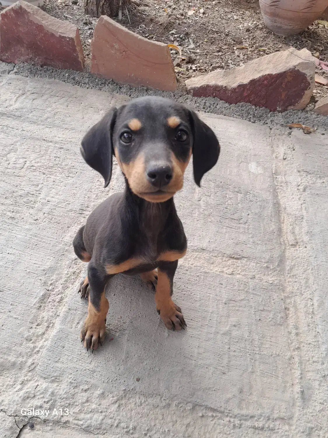 واگذاری دوبرمن مشکی ماده|سگ|تهران, تهرانپارس غربی|دیوار