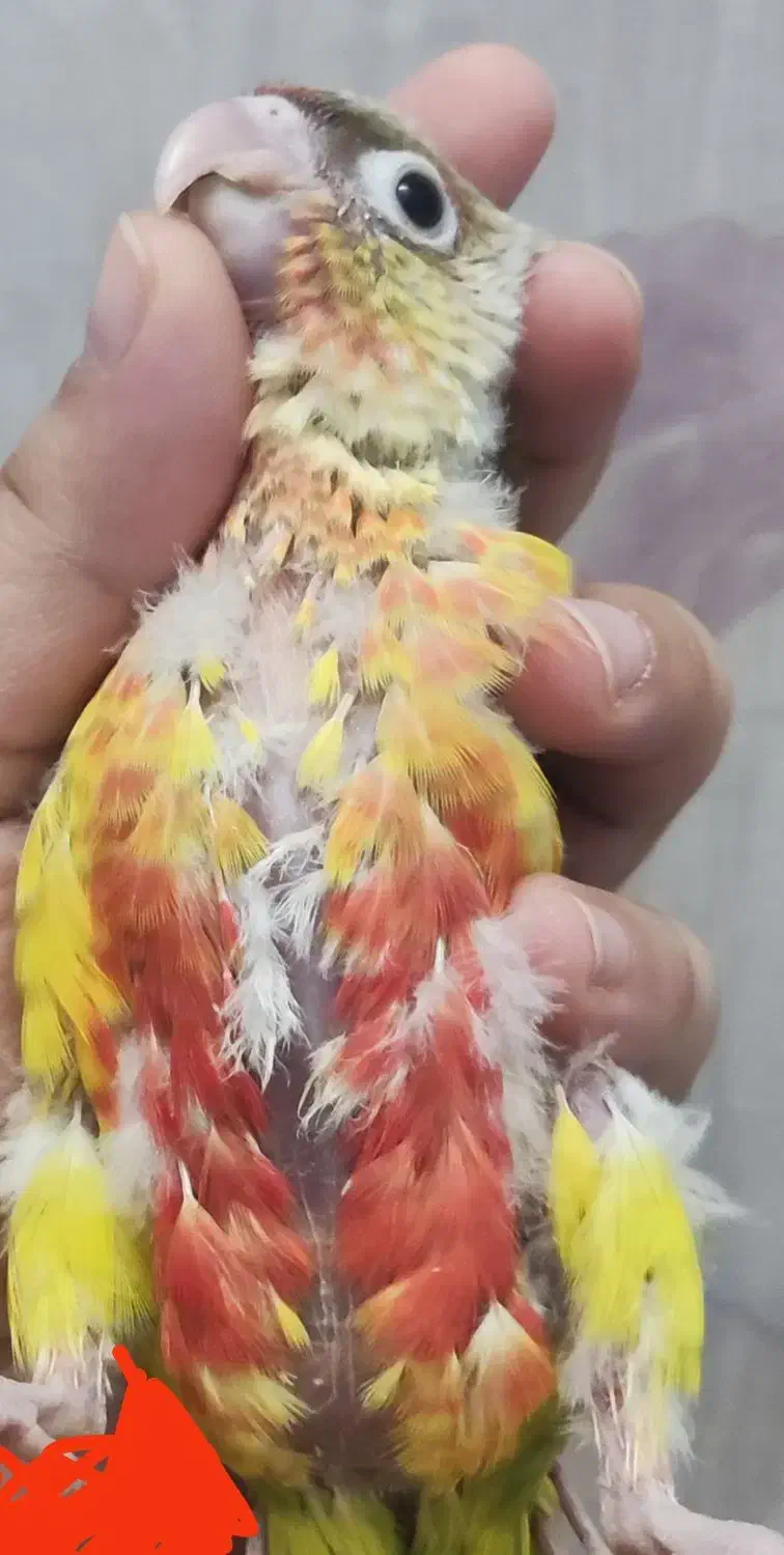 جوجه گرینچیک|پرنده|مشهد, سمزقند|دیوار