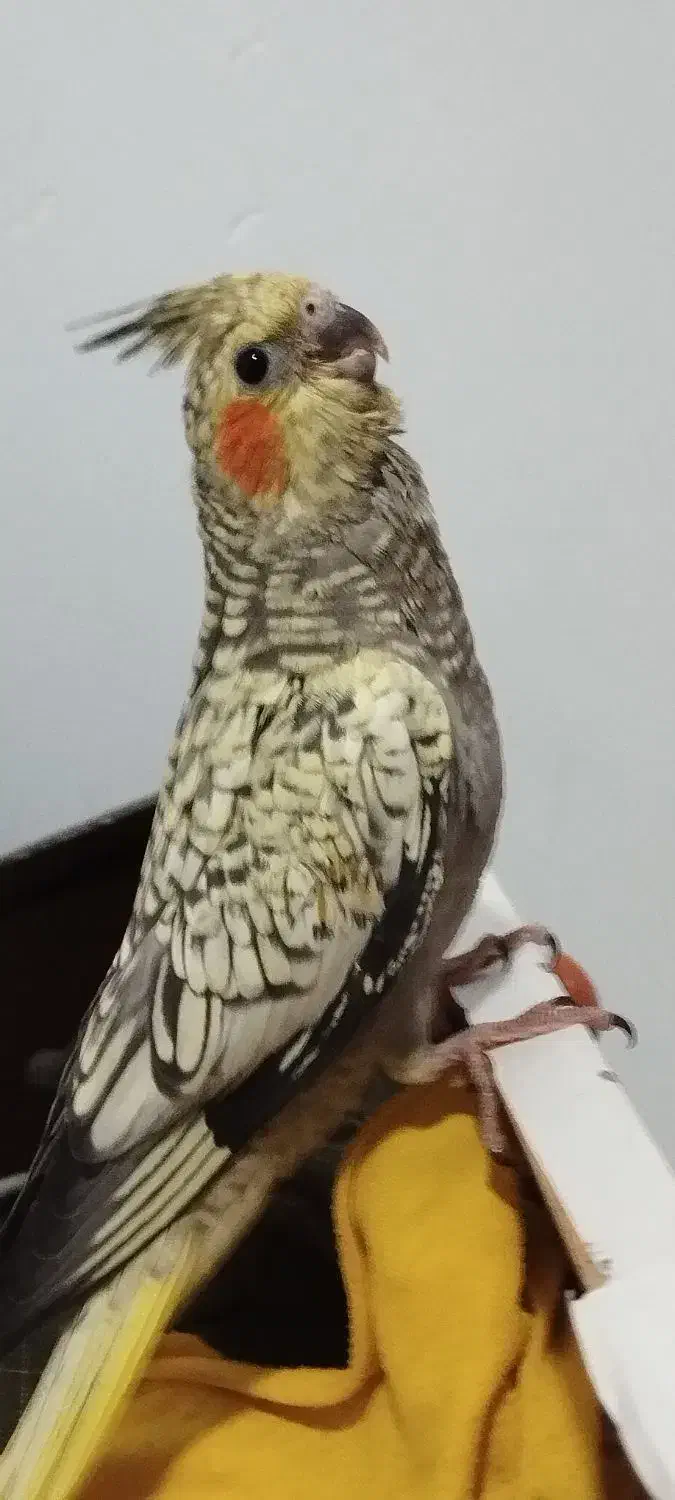 عروس هلندی همراه با جوجه|پرنده|کرمانشاه, |دیوار