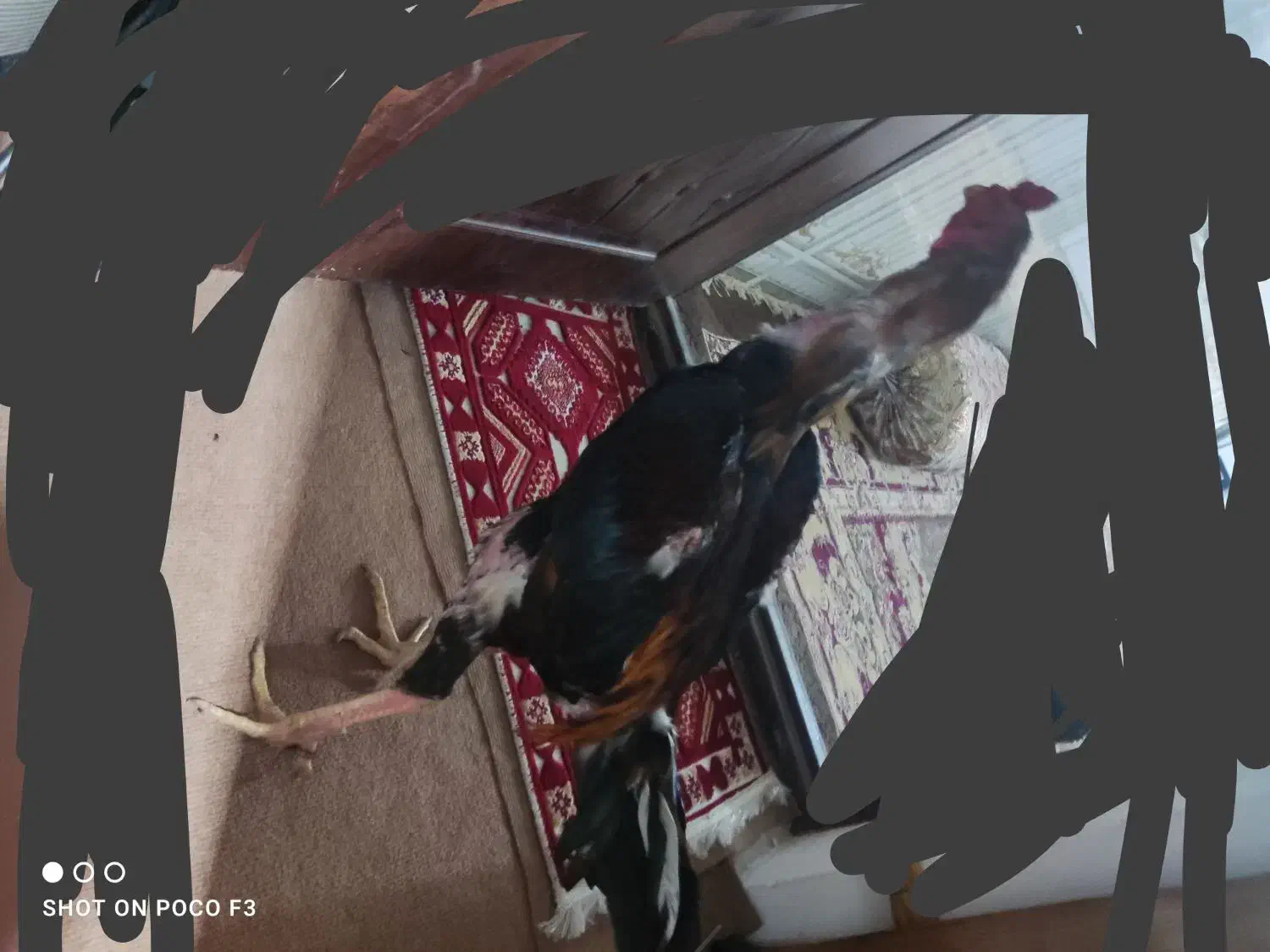 خروس لاری|حیوانات مزرعه|سنگدوین, |دیوار