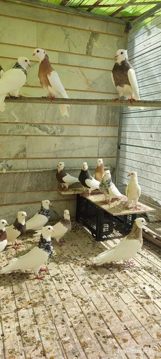 طوقی کلکسیونی ۱۴عدد|پرنده|بیدشهر, |دیوار