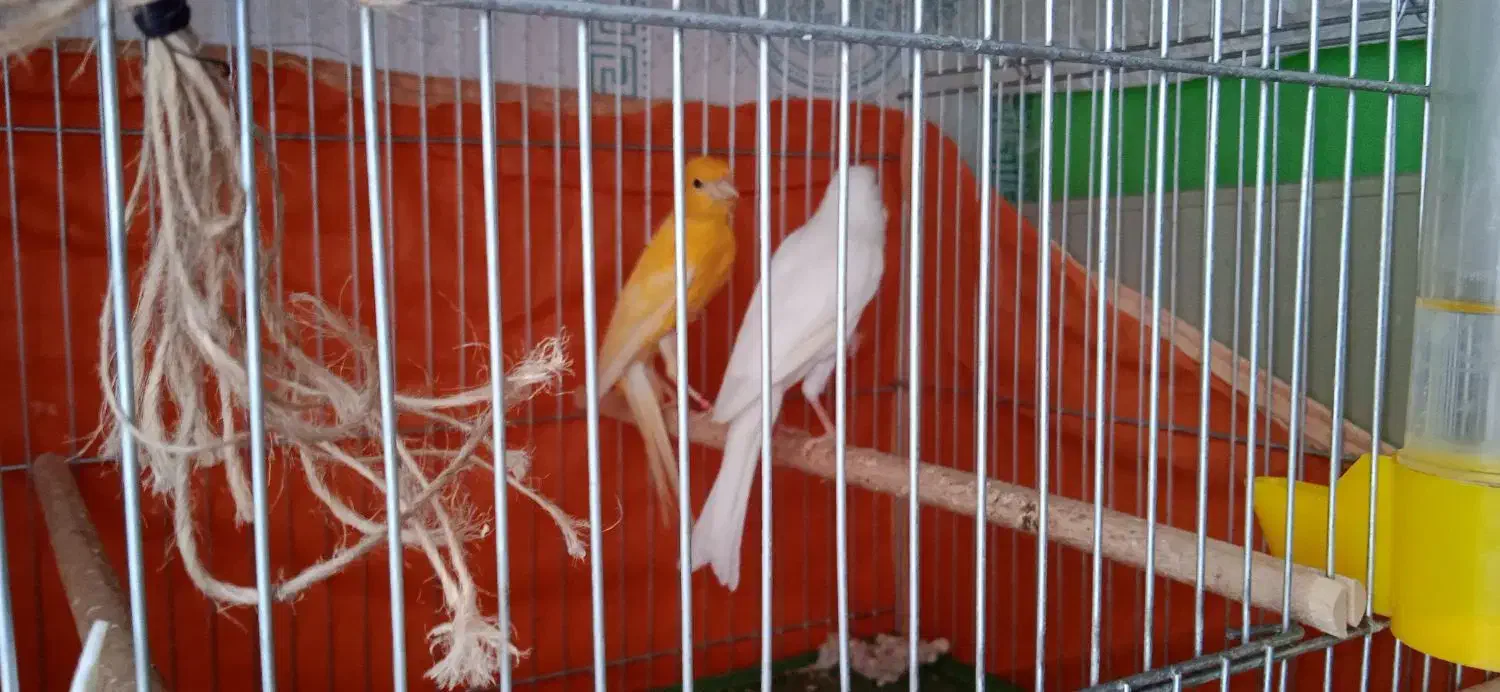 قناری ماده سفید|پرنده|فولادشهر, مسکن مهر فولادشهر|دیوار