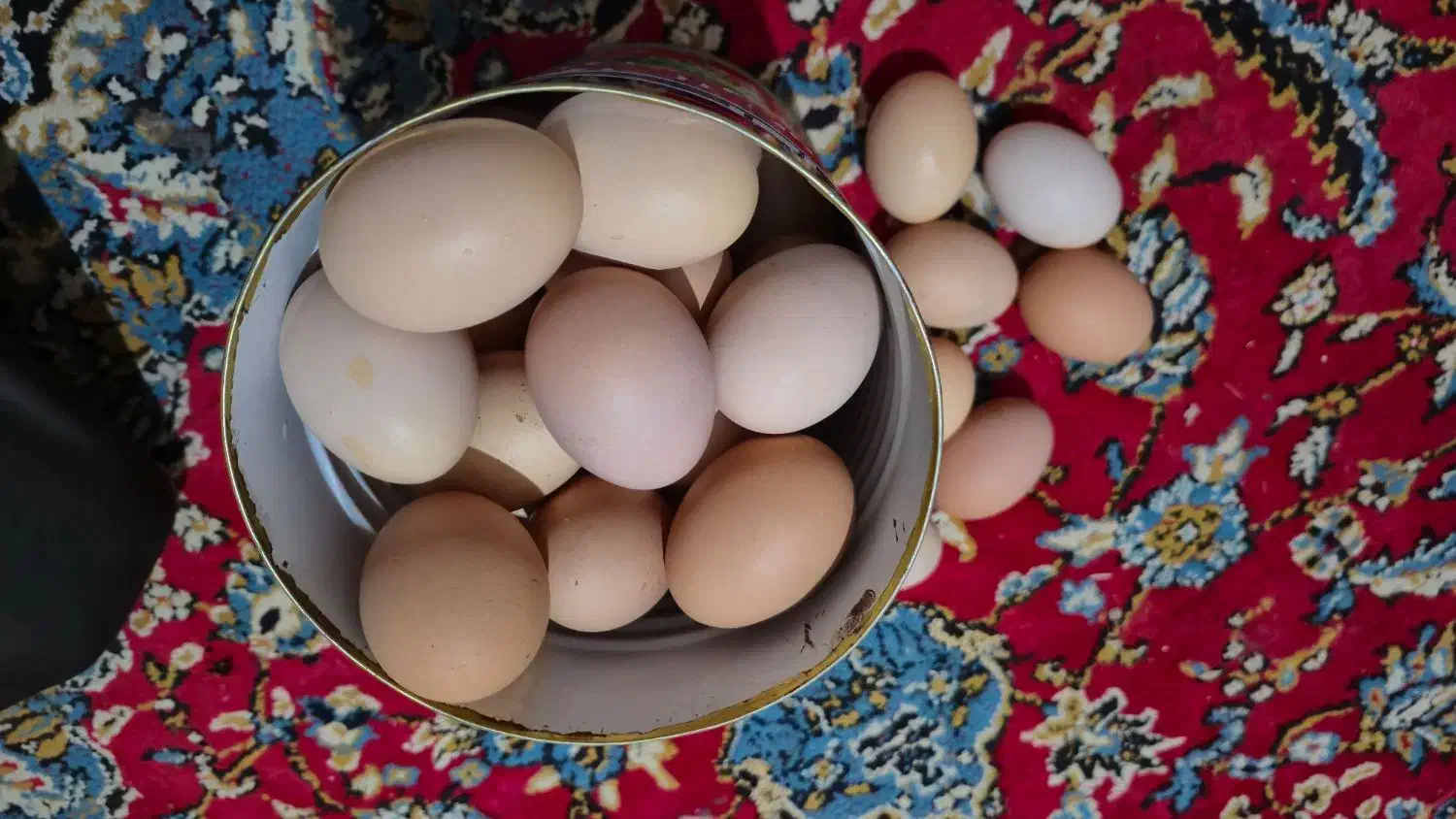 تخم مرغ محلی|حیوانات مزرعه|اسفراین, |دیوار