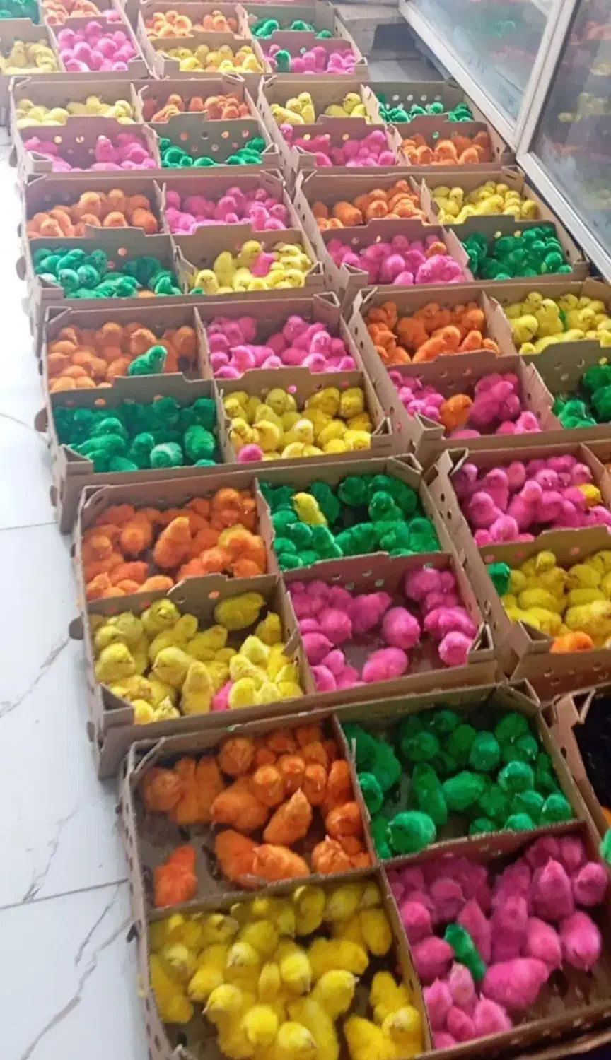 جوجه رنگی|حیوانات مزرعه|قم, شهرک مهدیه (مدرس)|دیوار