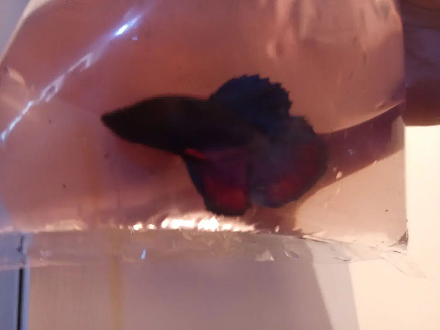 فایتر مولد|ماهی|سلماس, |دیوار