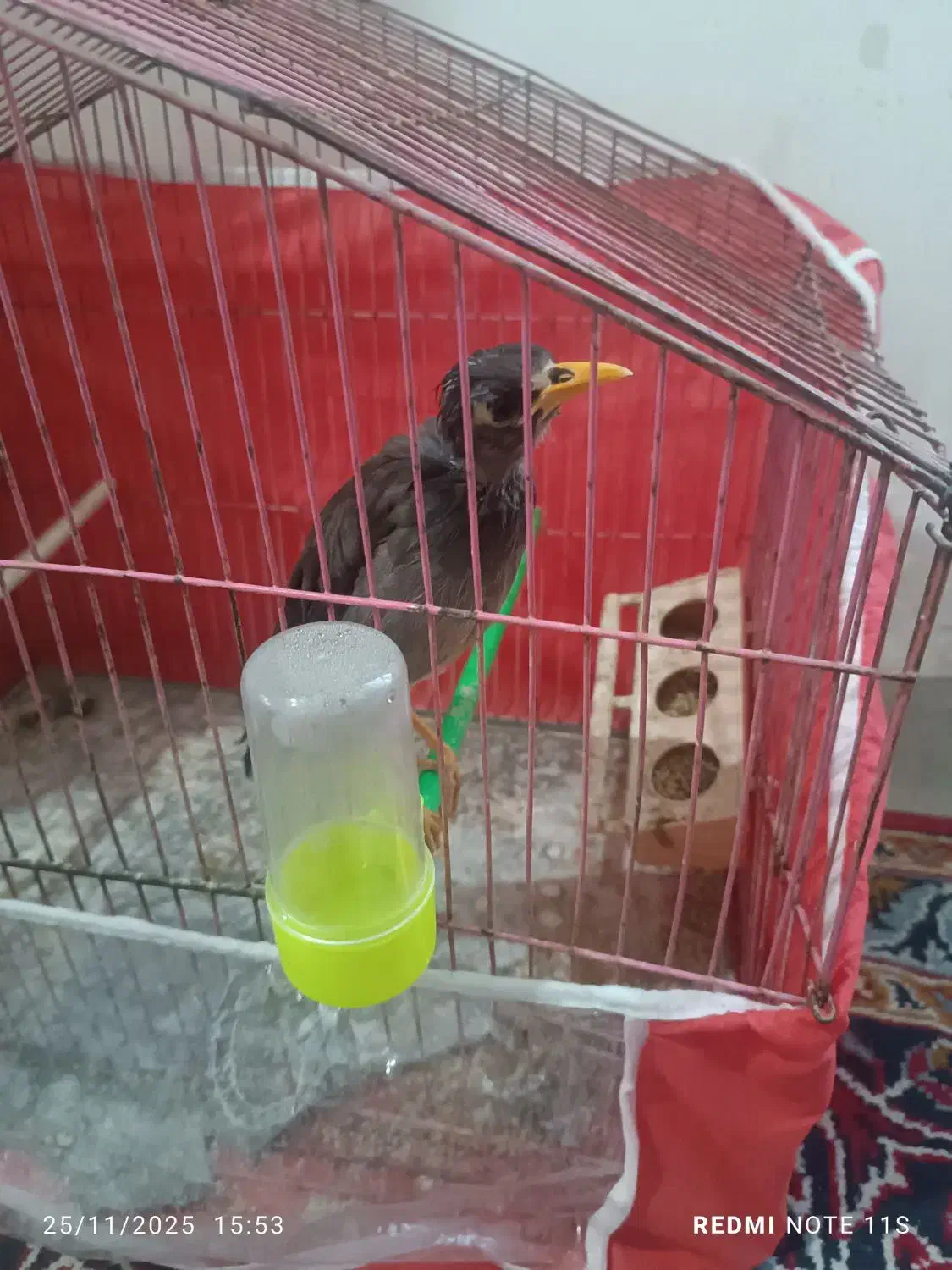 عروس هلندی|پرنده|مشهد, رده|دیوار