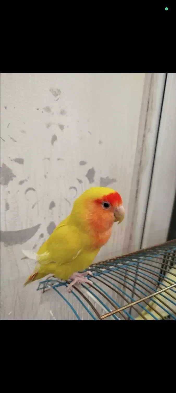 کوتوله  برزیلی|پرنده|فولادشهر, مسکن مهر فولادشهر|دیوار