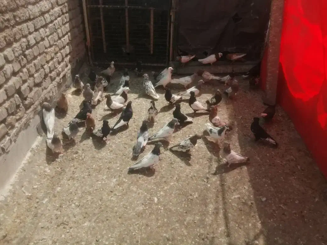 کبوتر ماده|پرنده|شیراز, هفت تنان|دیوار