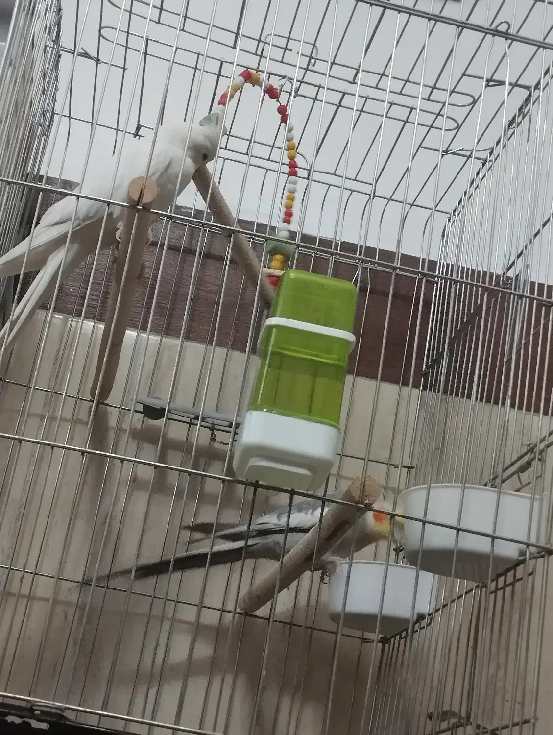 عروس هلندی|پرنده|الوند, |دیوار