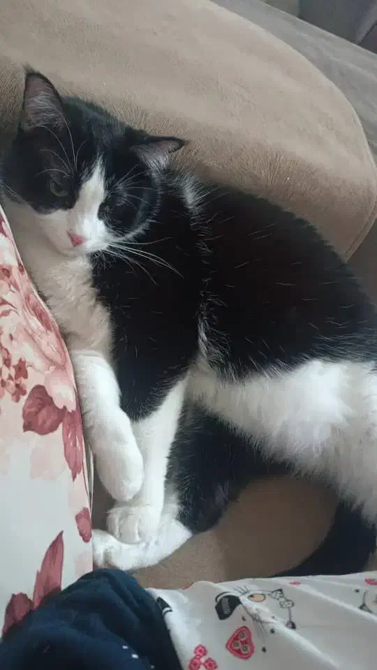 گمشده|حیوانات|کرمانشاه, |دیوار