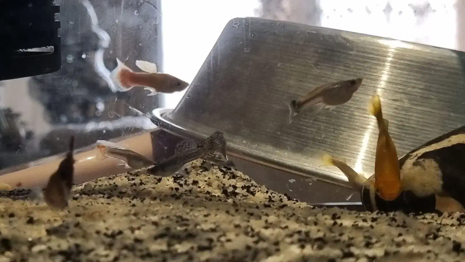 فروش  ماهی گوپی و دمشمشیری|ماهی|تهران, خلیج فارس|دیوار