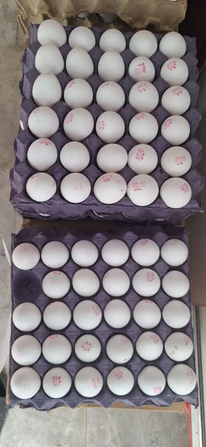 تخم مرغ|خوردنی و آشامیدنی|تهران, هاشم‌آباد|دیوار