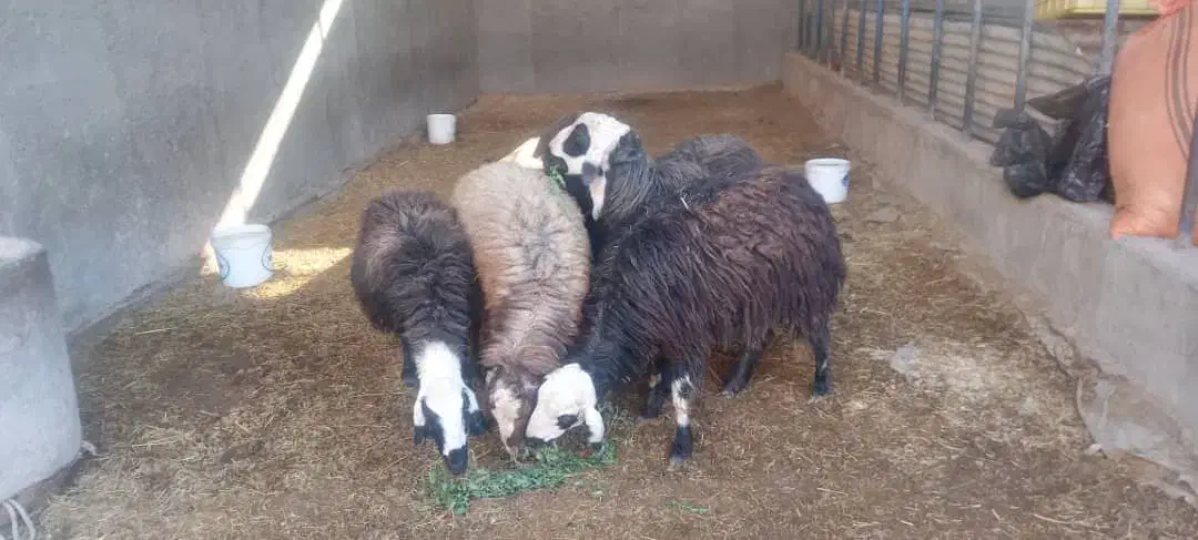 گوسفند عوسی|حیوانات مزرعه|آبادان, |دیوار