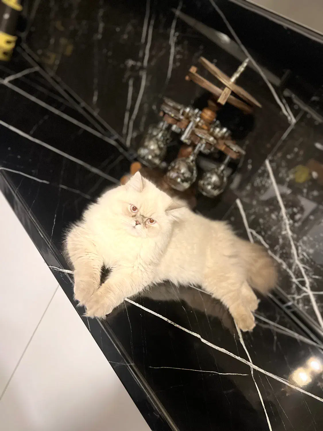 فروش گربه|گربه|تربتحیدریه, پارک کاشانی|دیوار