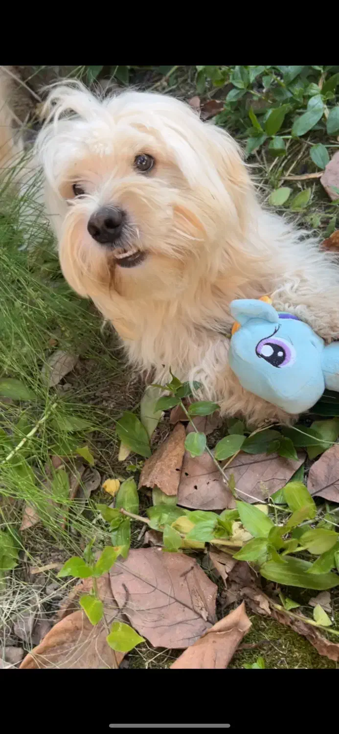 حیوان خانگی|سگ|رشت, سعدی (تختی)|دیوار