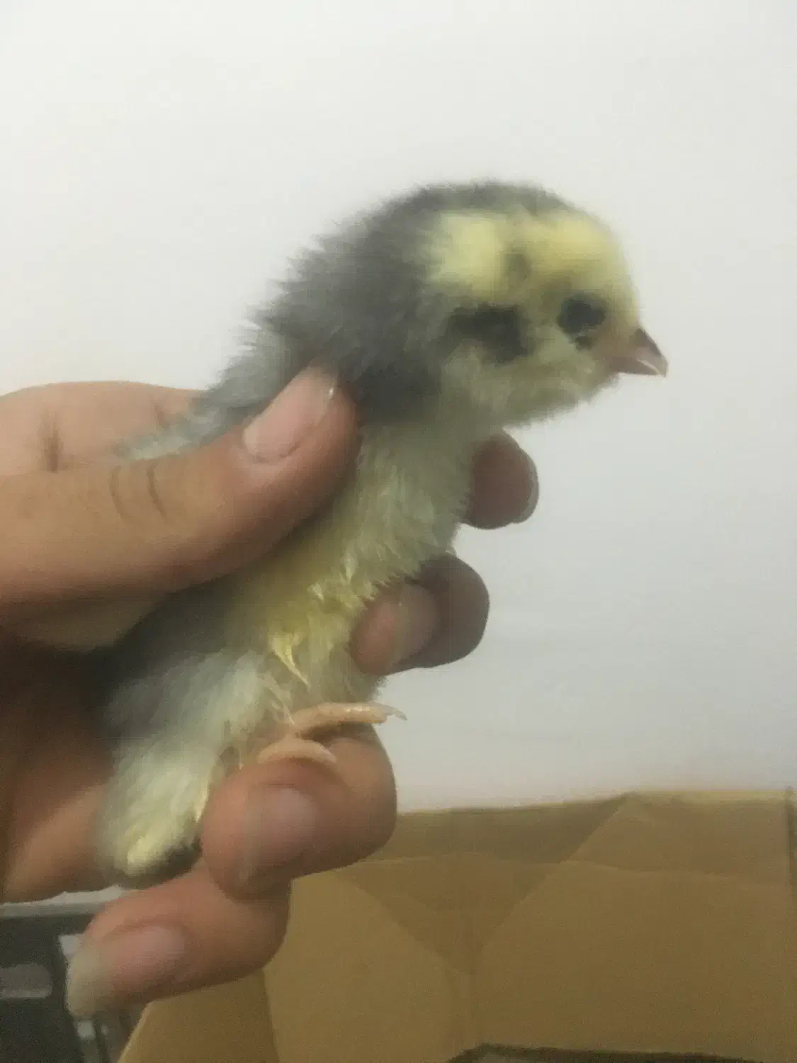 جوجه لاری فروشی کیفیت فول اصیل|حیوانات مزرعه|گنبد کاووس, |دیوار