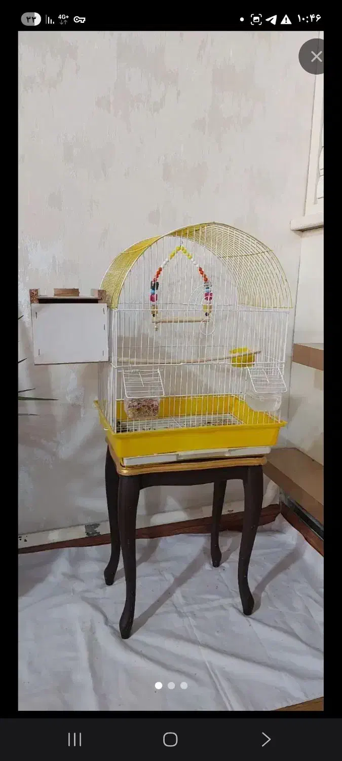 طوطی برزیلی|پرنده|ماکو, |دیوار