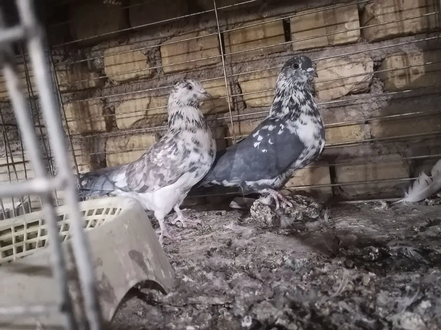 کفتر|پرنده|یزد, |دیوار