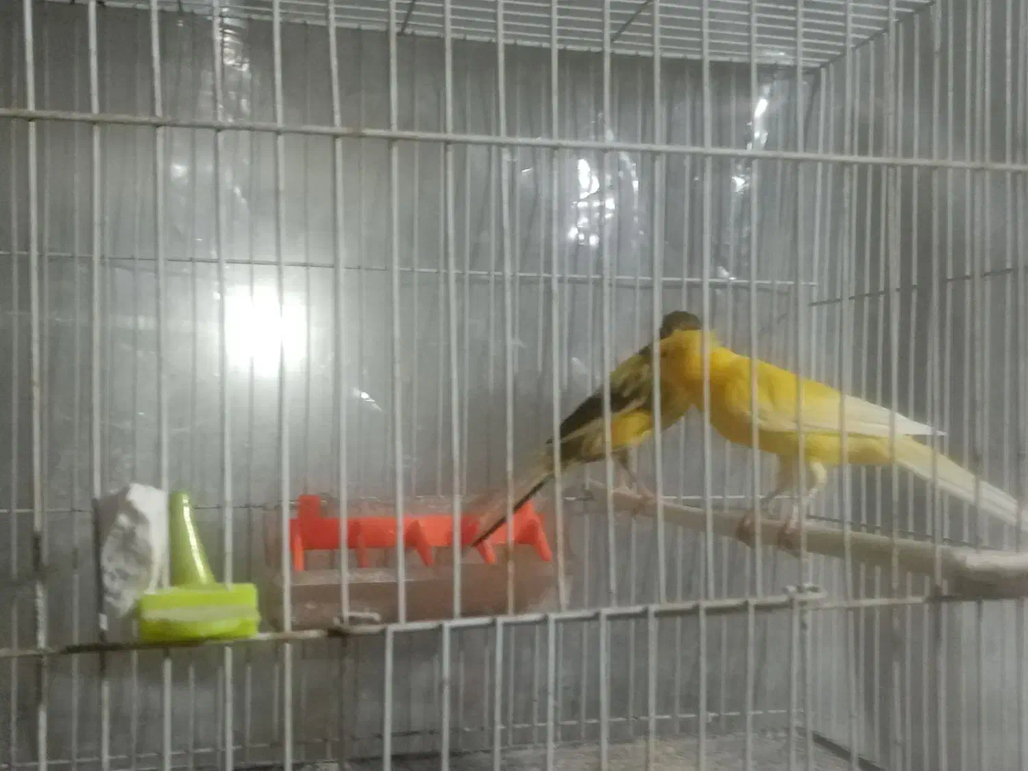 یک جفت قناری درشت کشیده، سوپری|پرنده|مشهد, قائم|دیوار