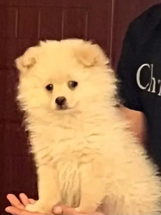 پامرین اصیل|سگ|ورامین, ورامین|دیوار