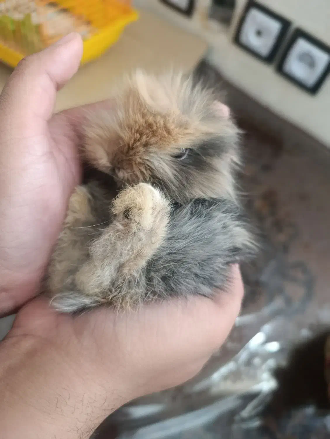 خرگوش لوپ ایتالیایی|موش و خرگوش|کرمان, |دیوار