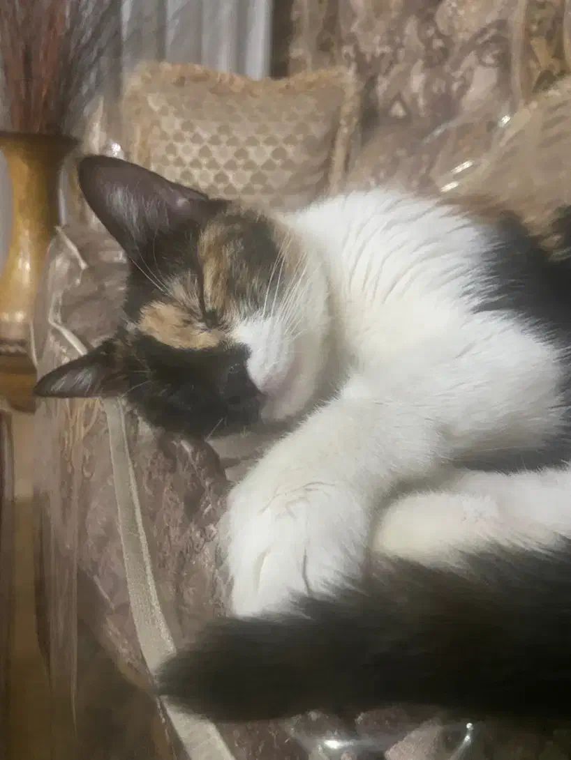 گربه واگذاری فوری با تمامی وسایل|گربه|هشتگرد, فاز ۷ مهستان|دیوار