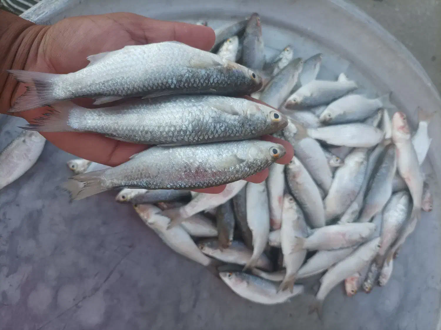 ماهی بیاح و مید صید روز کف دست|ماهی|بوشهر, |دیوار