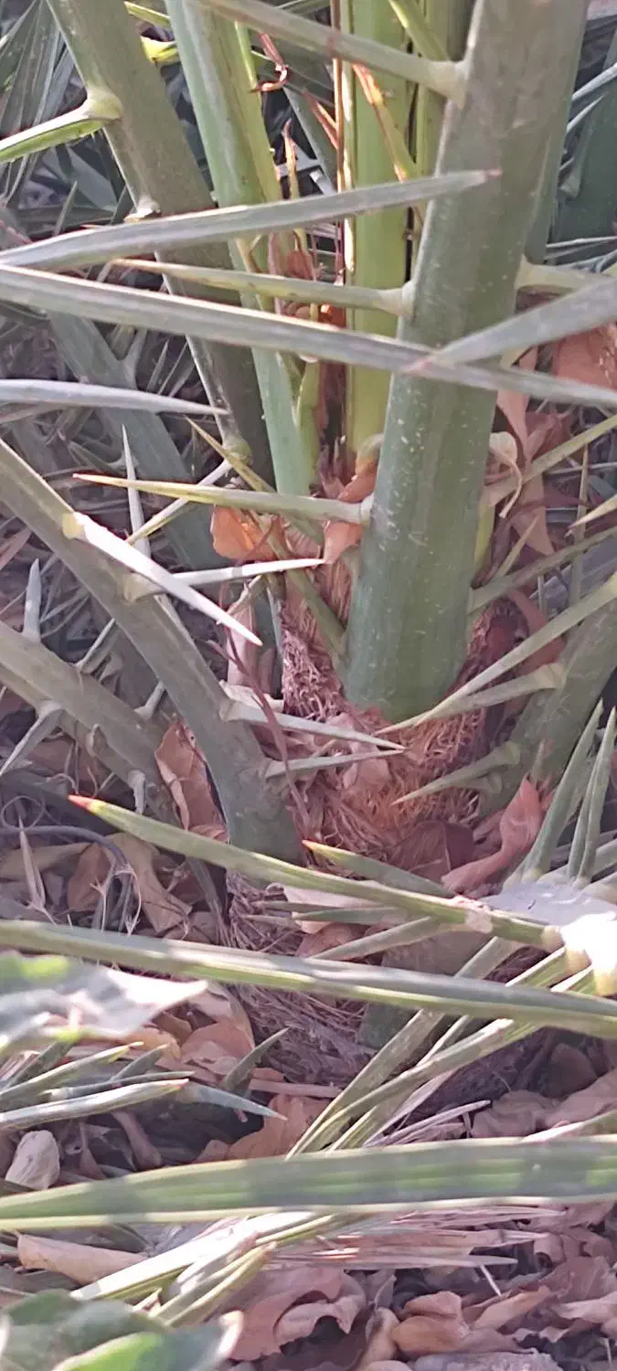 چند عدد نخل|گل و گیاه طبیعی|شوشتر, |دیوار