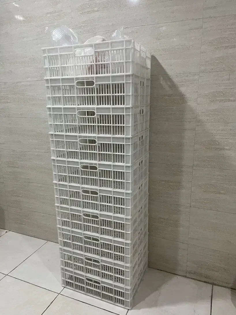 سبد|ظروف نگهدارنده، پلاستیکی، یکبارمصرف|شیراز, شاه قلی بیگی|دیوار