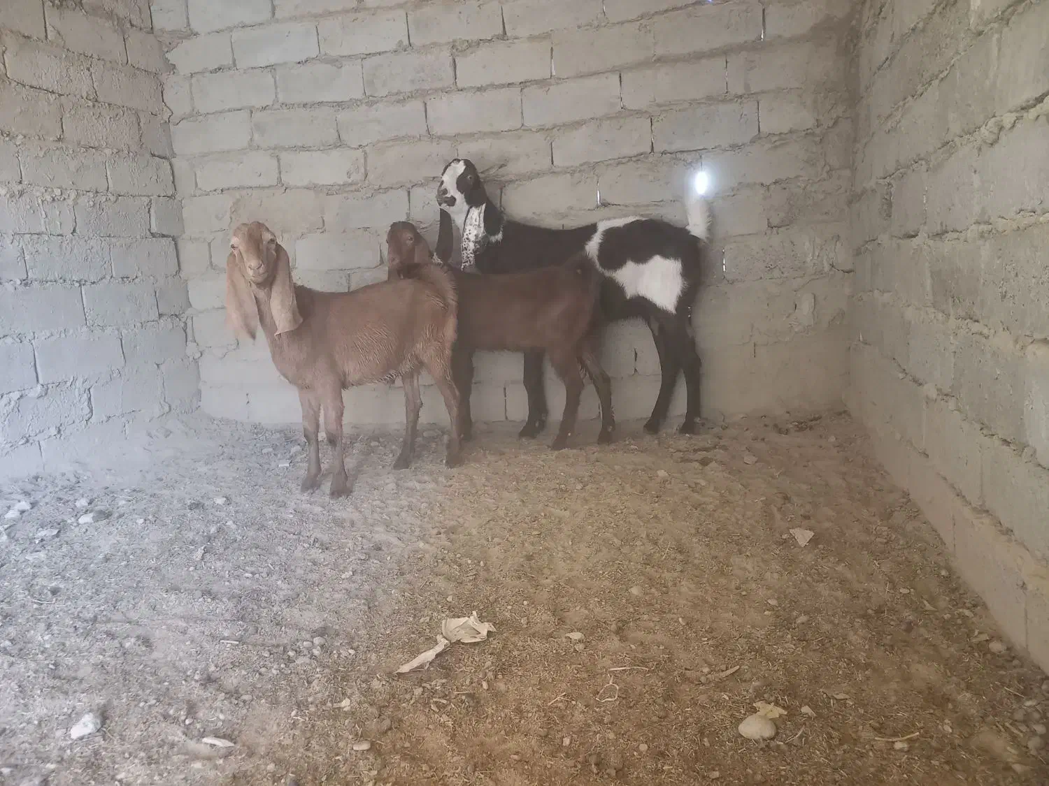 بزمری|حیوانات مزرعه|جزنیک, |دیوار