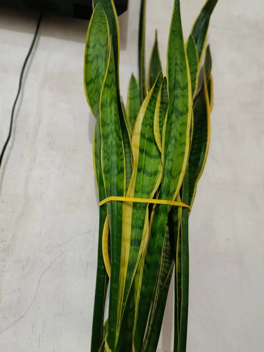 گل آپارتمانی زیبا|گل و گیاه طبیعی|کوچصفهان, |دیوار