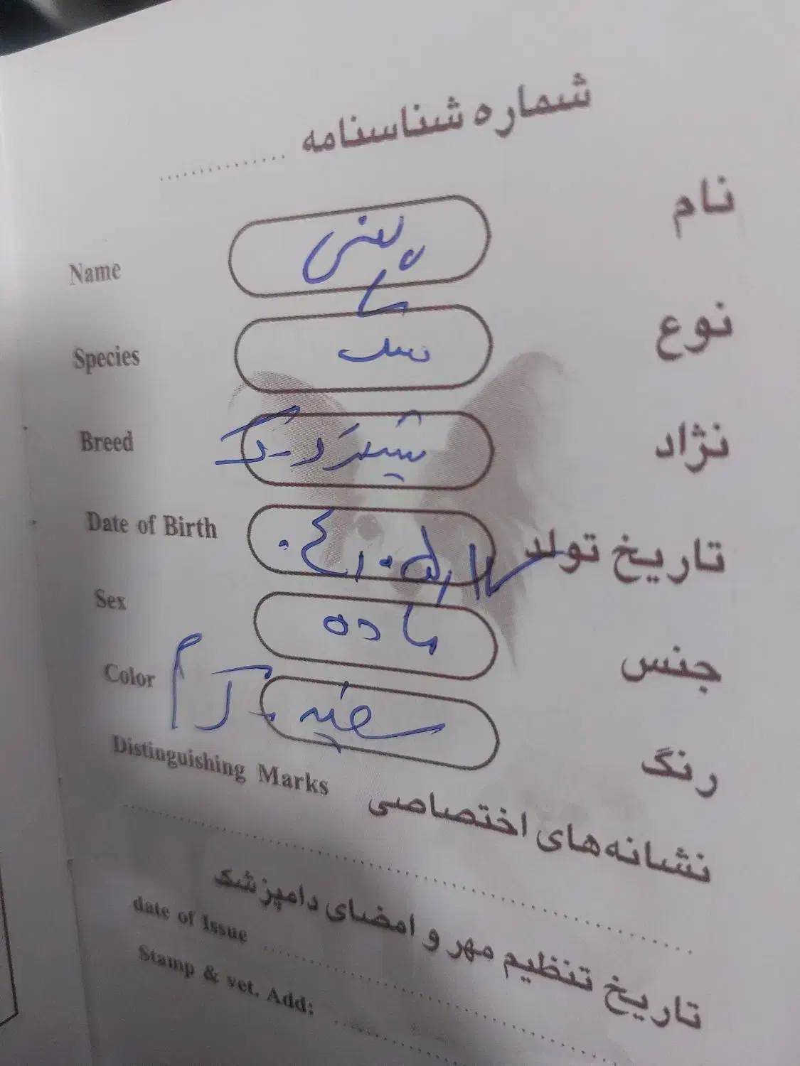 فروش بعلت نبودوقت|سگ|فردیس, شهرک شهید حسینی|دیوار