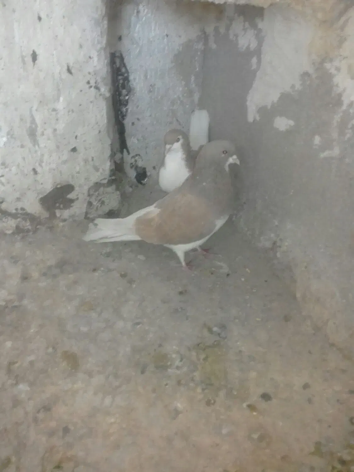 کبوتر خوشرنگ زرد|پرنده|شیراز, جرسقان|دیوار
