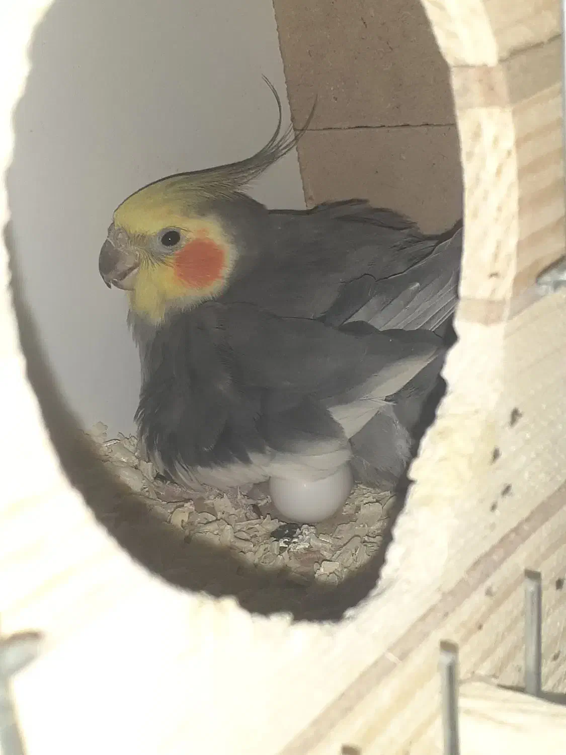 یک جفت عروس هلندی فوری فروشی|پرنده|رباطکریم, شهرک درخشان|دیوار