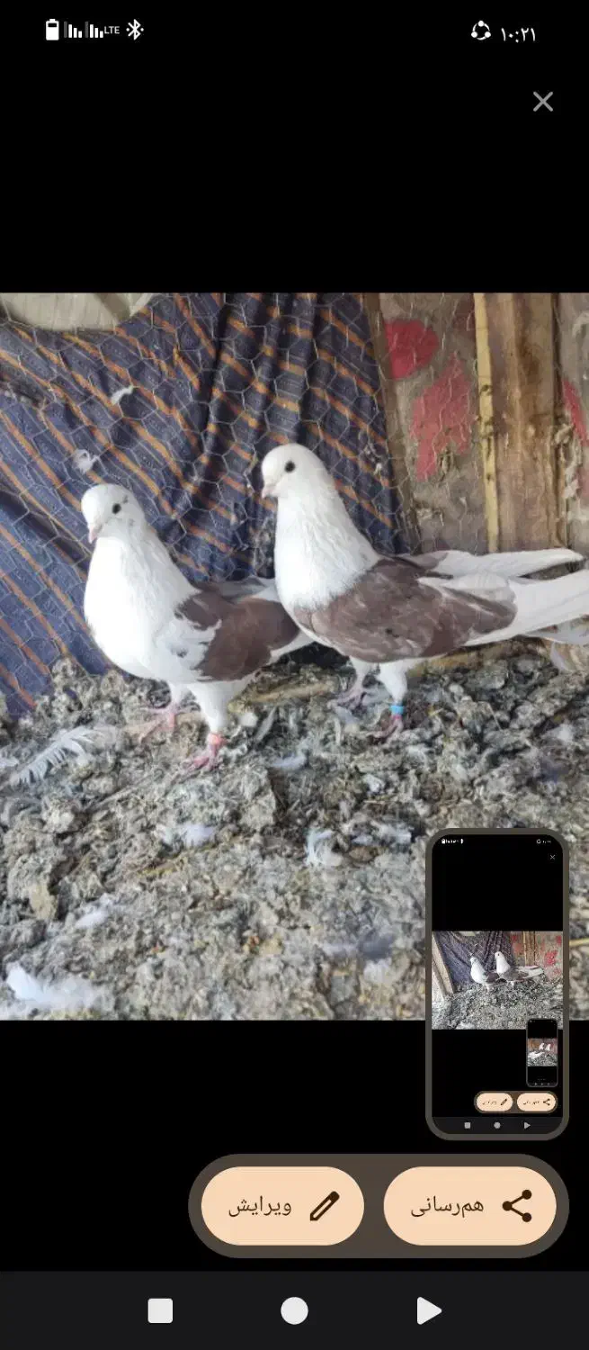 باسلام ازدم بدونه چونه دونه ای پانصدیاحق|پرنده|یزدان شهر, |دیوار