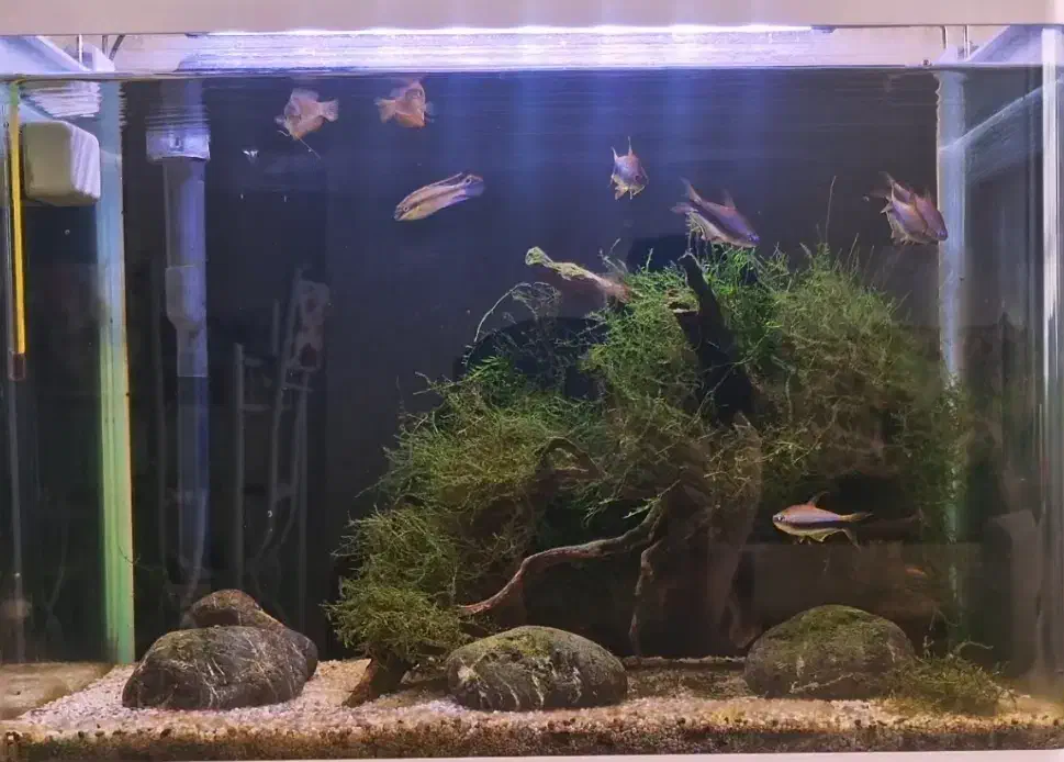 اکواریوم و وسایل|ماهی|اصفهان, تیران|دیوار