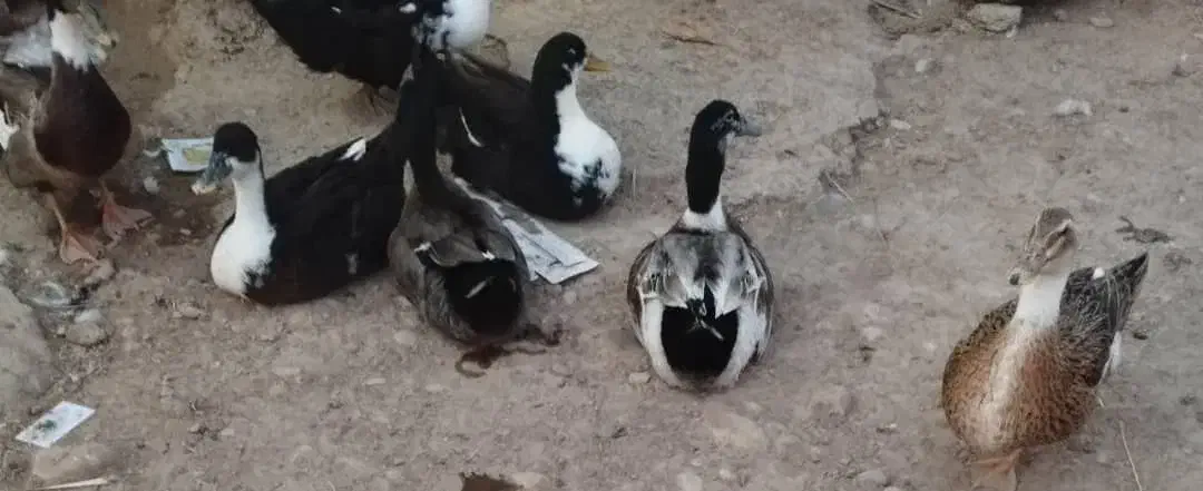 اردک محلی و مرغ خروس|حیوانات مزرعه|سعدآباد, |دیوار