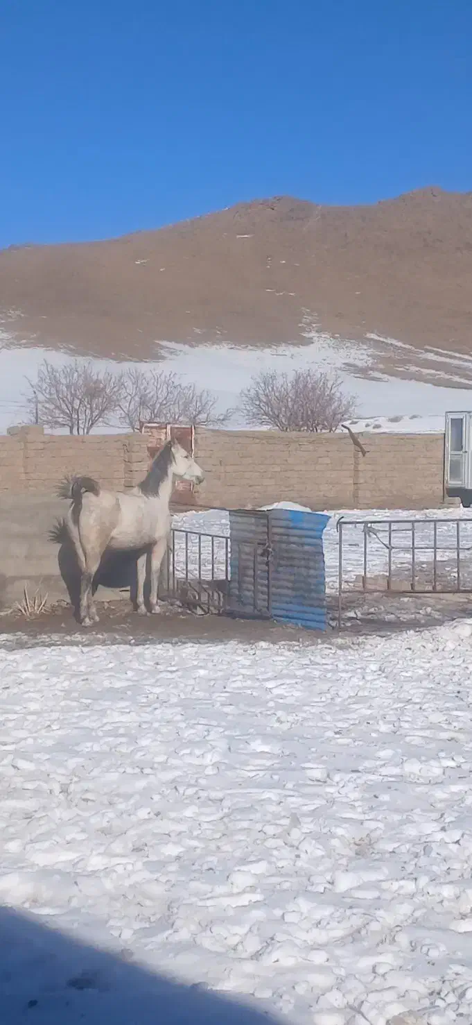 مادیون|اسب و تجهیزات اسب‌سواری|خمینی‌شهر, |دیوار