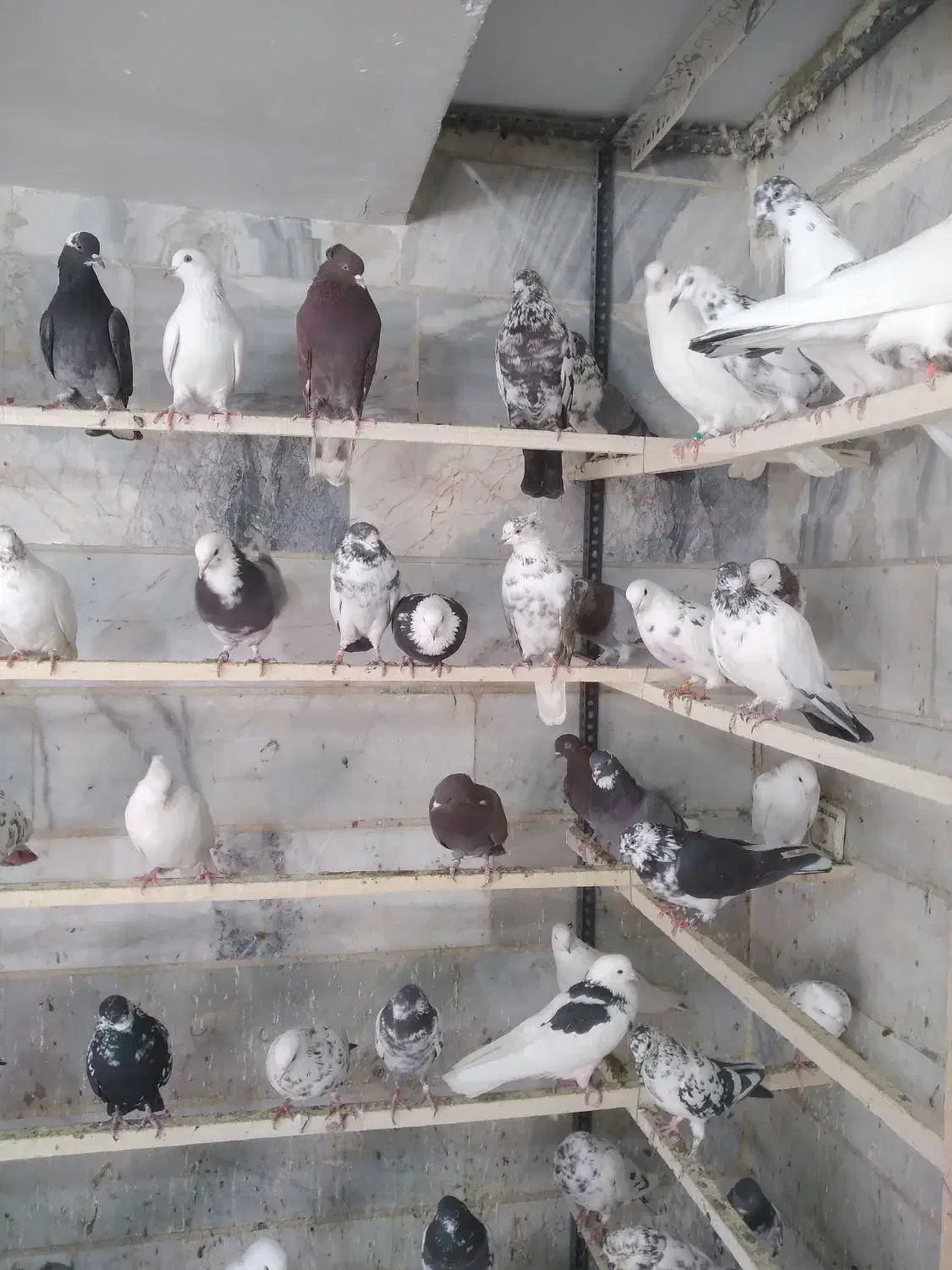 پرنده سرای عمو کاظم|پرنده|چهاردانگه (تهران), |دیوار