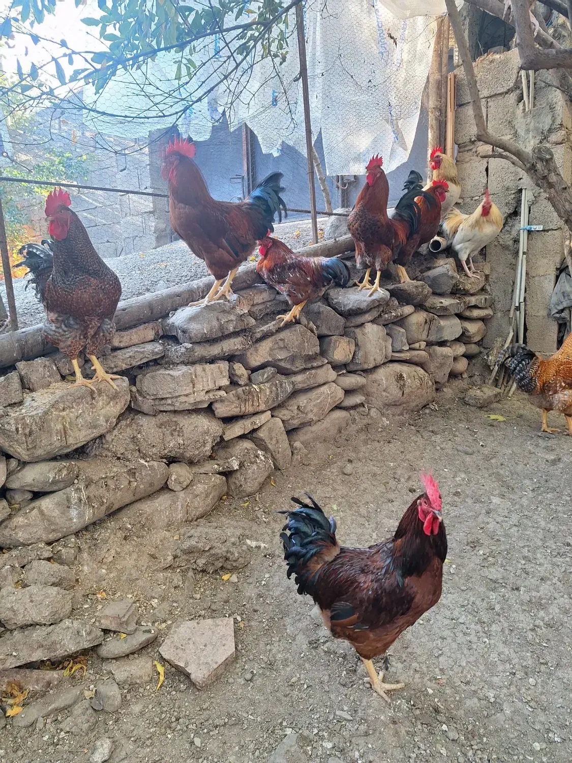 خروس فروشی به شرط سلامت کم سن و درشت|حیوانات مزرعه|مرزنآباد, |دیوار