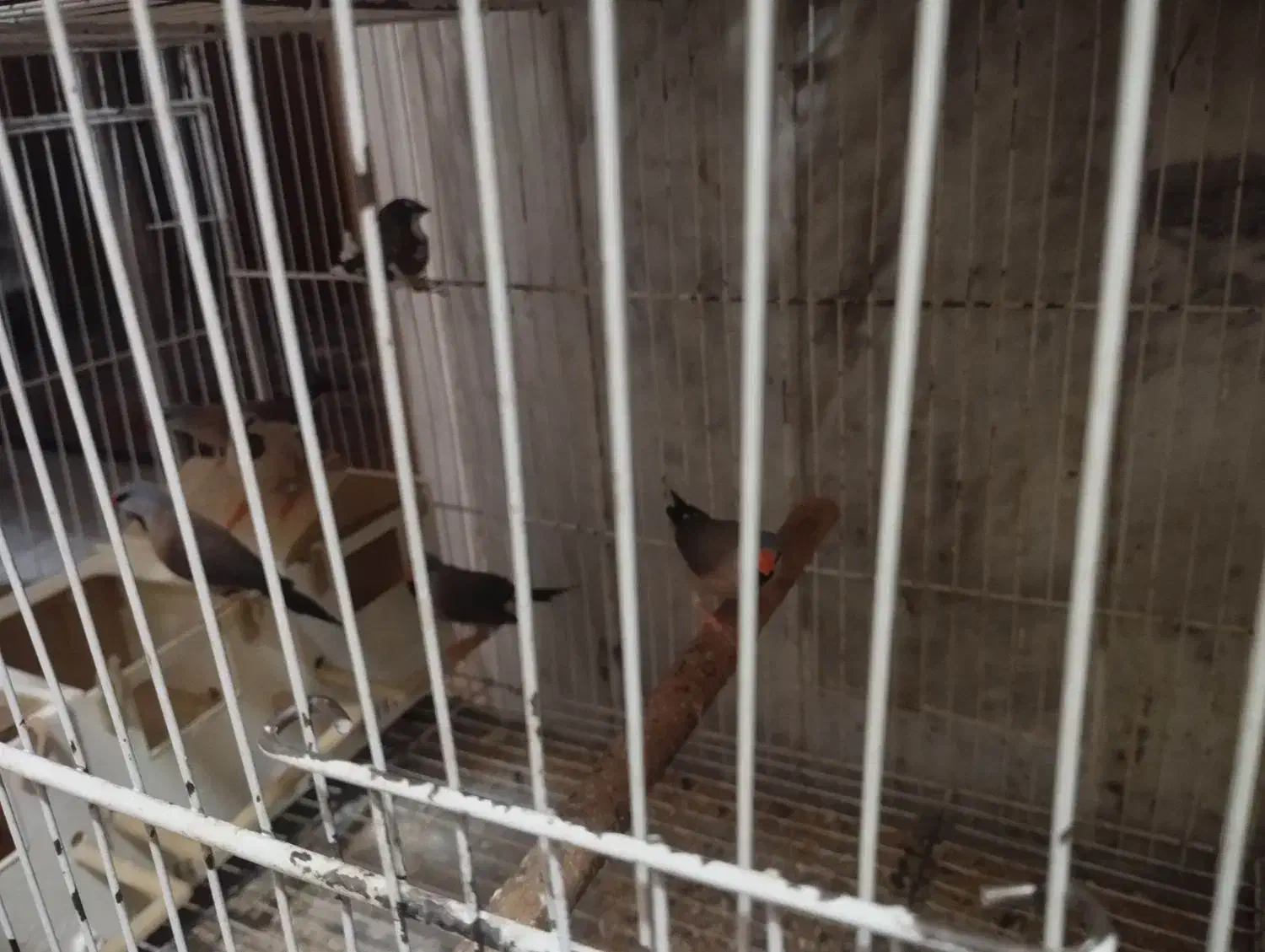 فنچ کرواتی|پرنده|آزادشهر, |دیوار