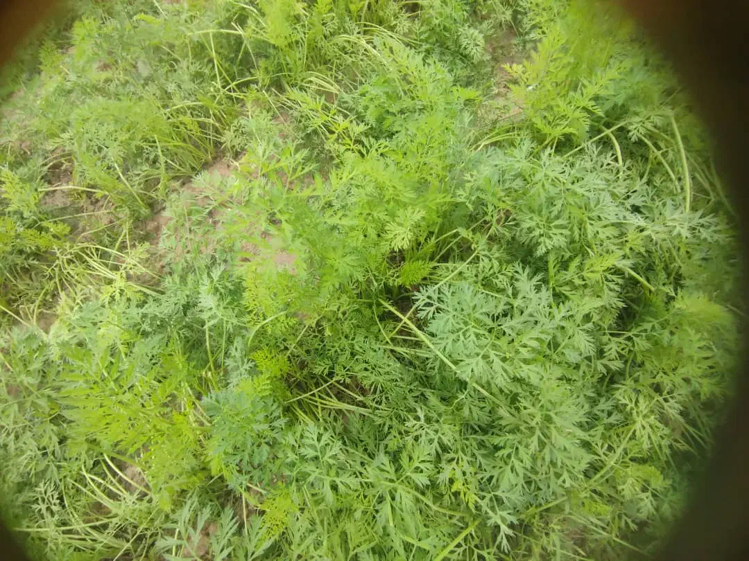 کود مرغ|گل و گیاه طبیعی|دزفول, |دیوار