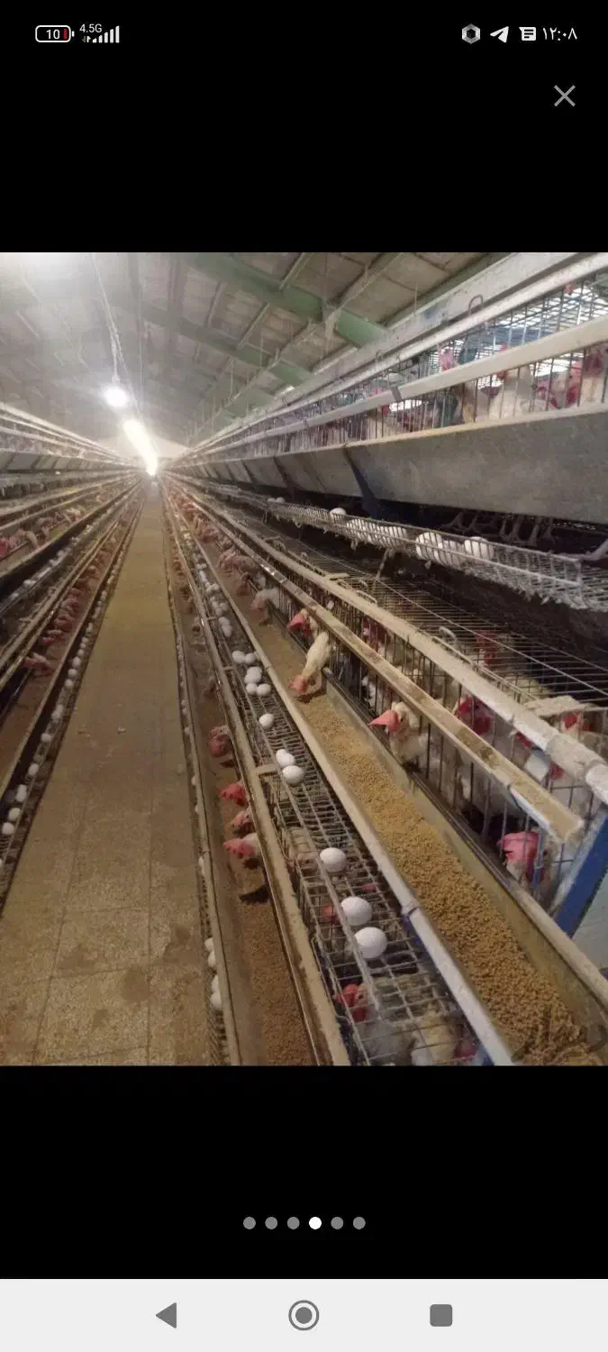 مرغ سفید زنده پر صاف خونی|حیوانات مزرعه|مشهد, آبادگران|دیوار