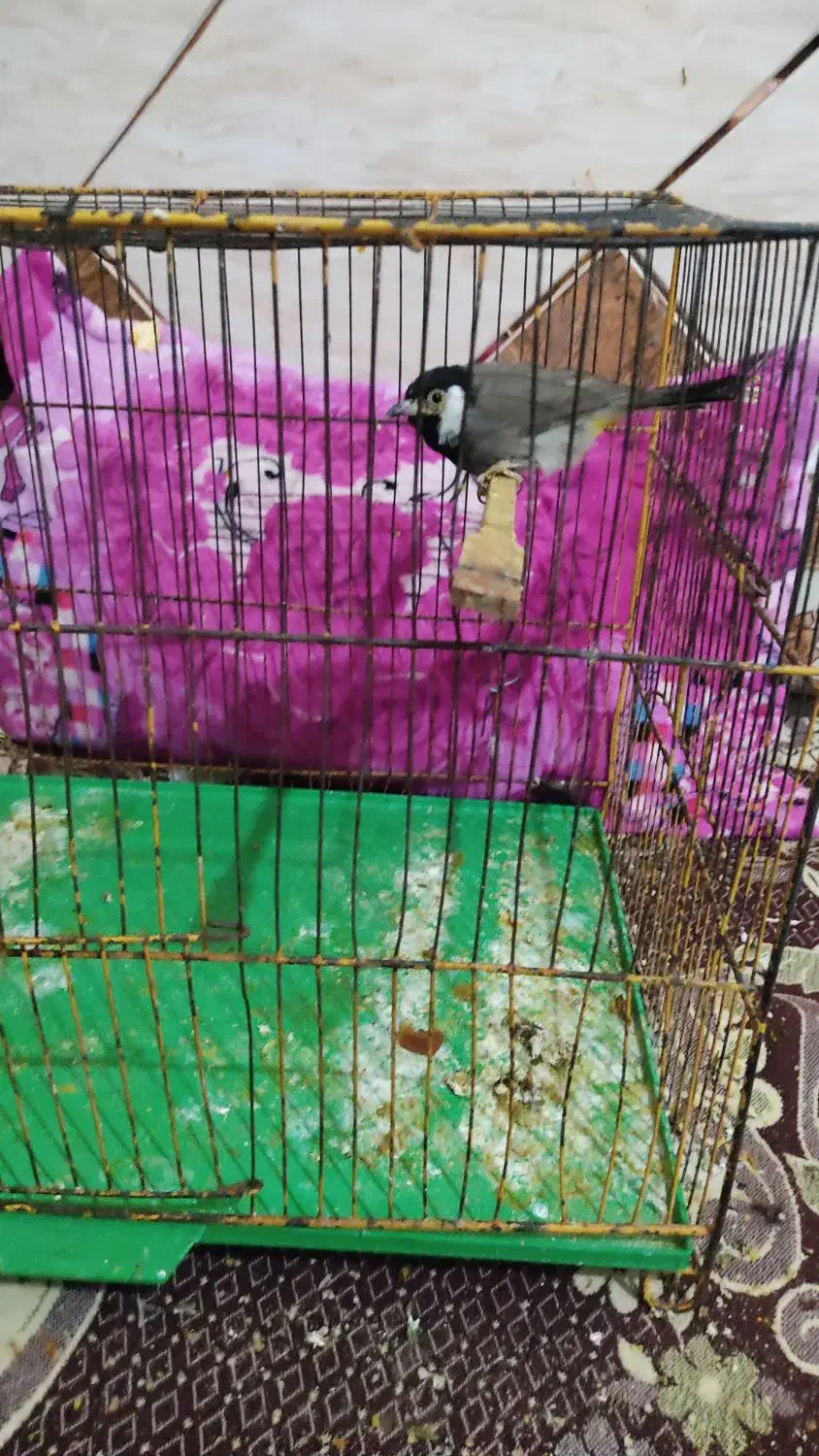 قناری عربی|پرنده|خرمشهر, |دیوار