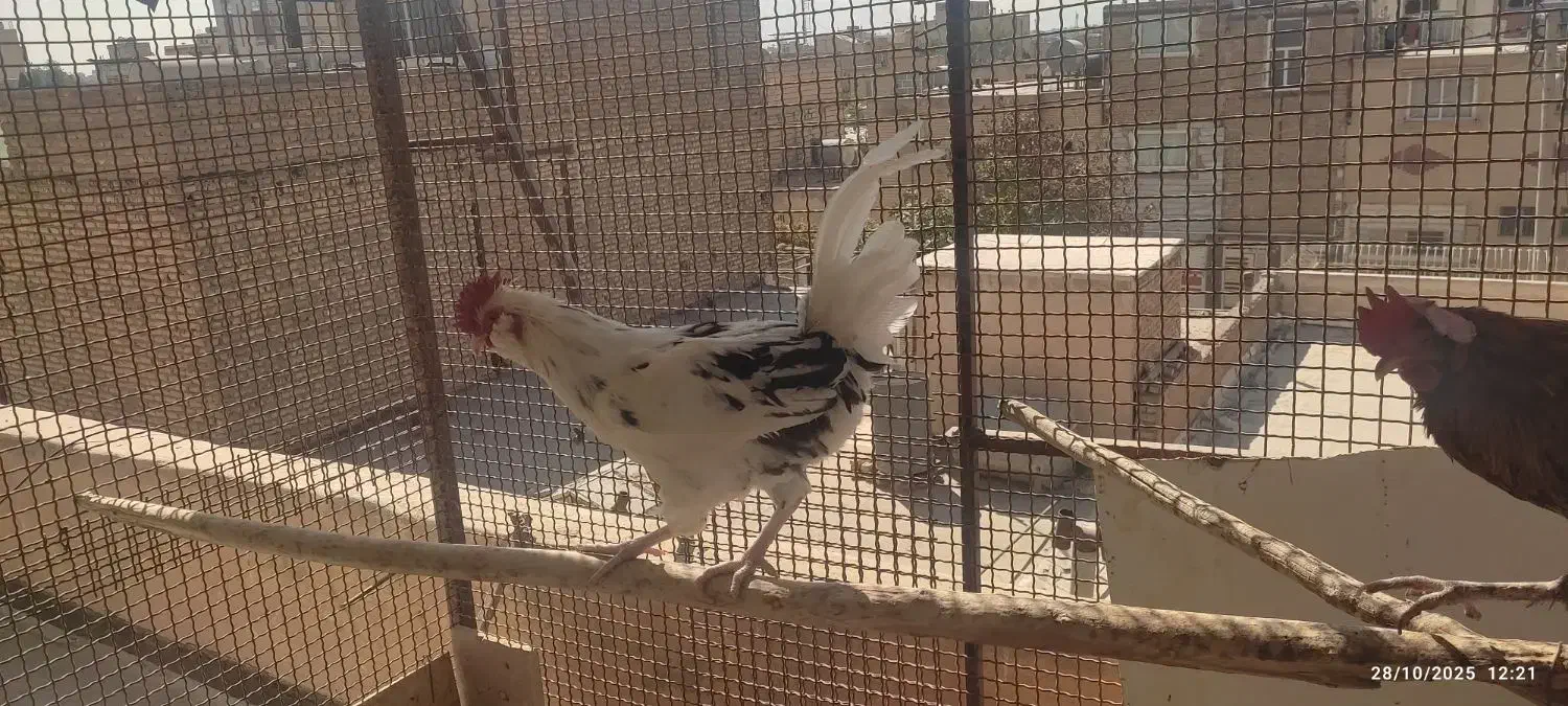 تخم مرغ نطفه دار گلین جوان|حیوانات مزرعه|اصفهان, شیخ طوسی|دیوار