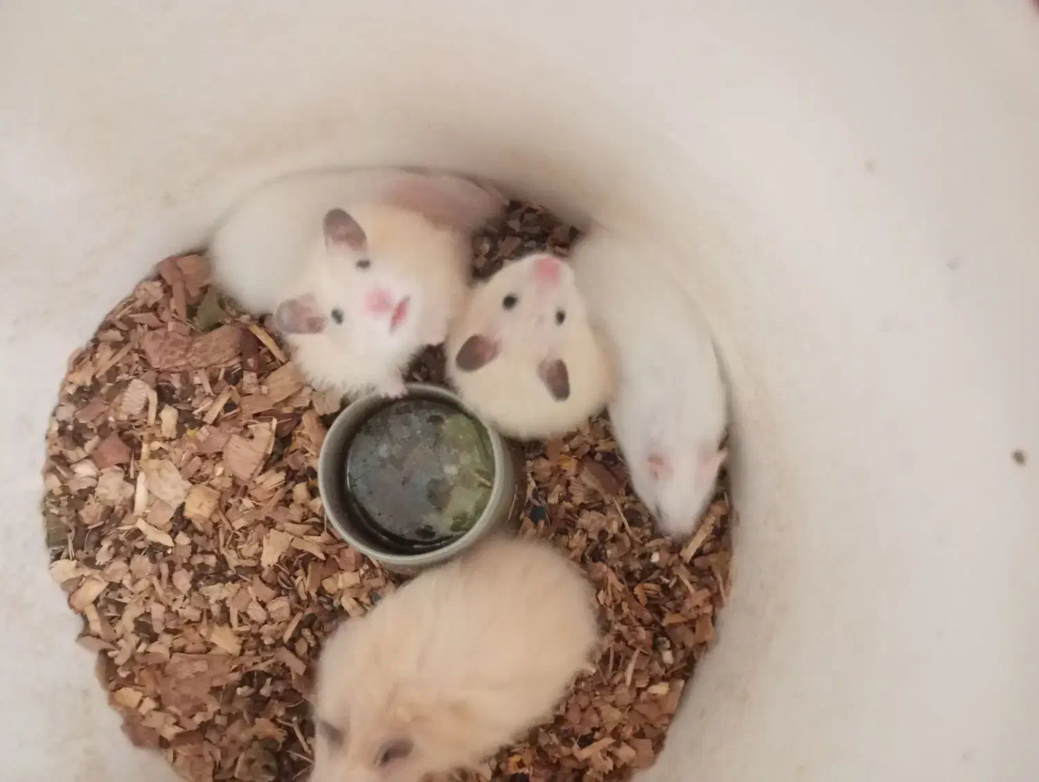 همستر|موش و خرگوش|یزد, |دیوار