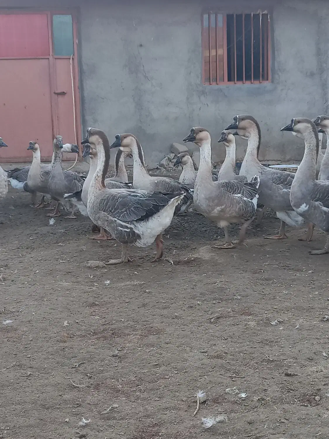 فروش گله قو غاز اکراینی|حیوانات مزرعه|بناب, |دیوار