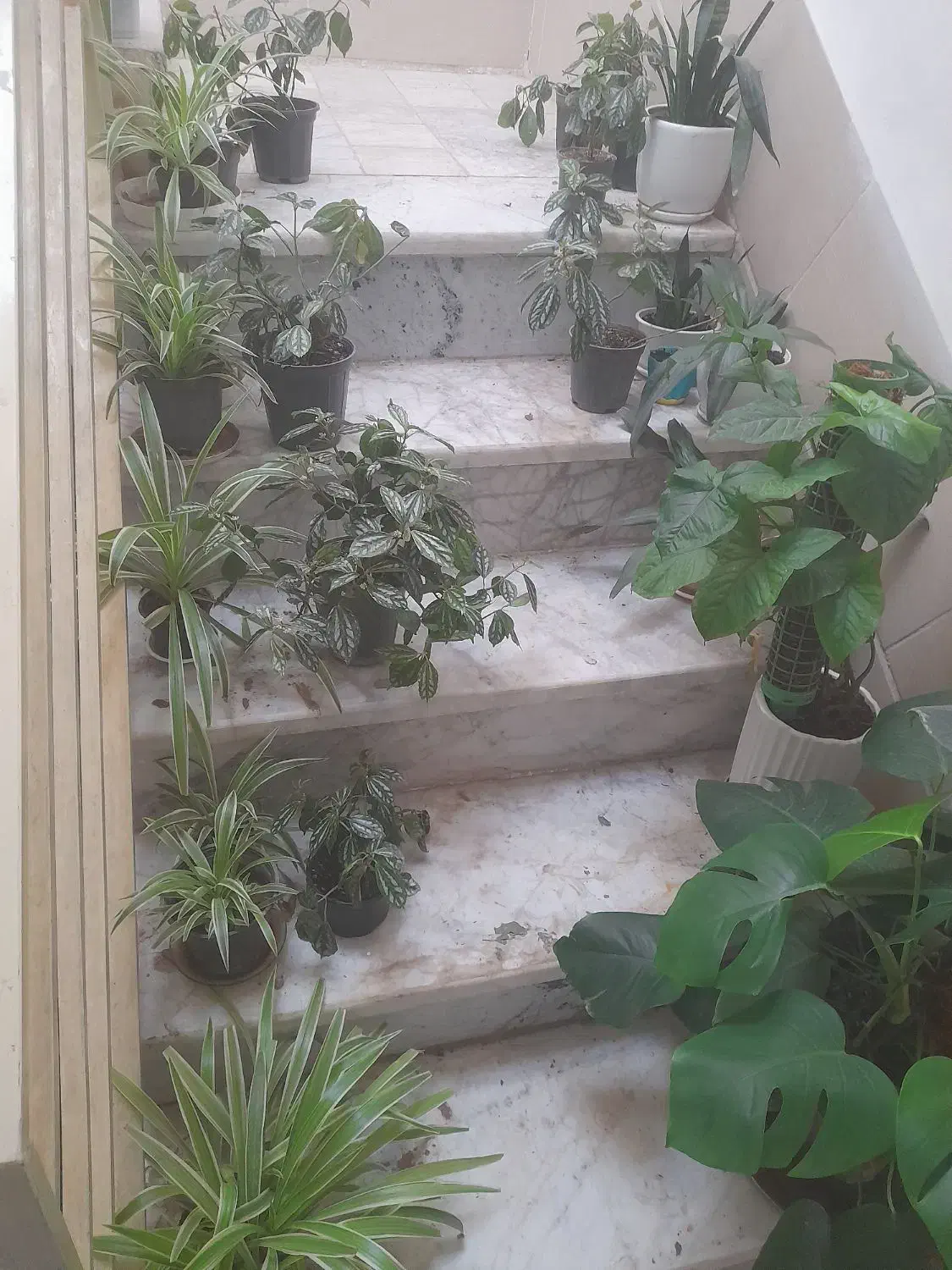 گل هندوانه ای|گل و گیاه طبیعی|الوند, |دیوار